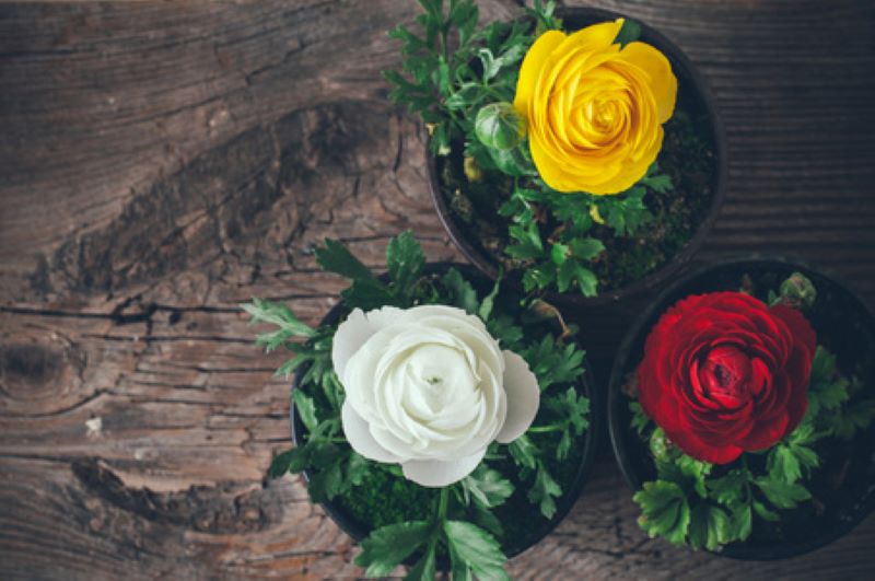 Một số màu hoa phổ biến có thể kể đến như: vàng, trắng, hồng, đỏ, tím,...