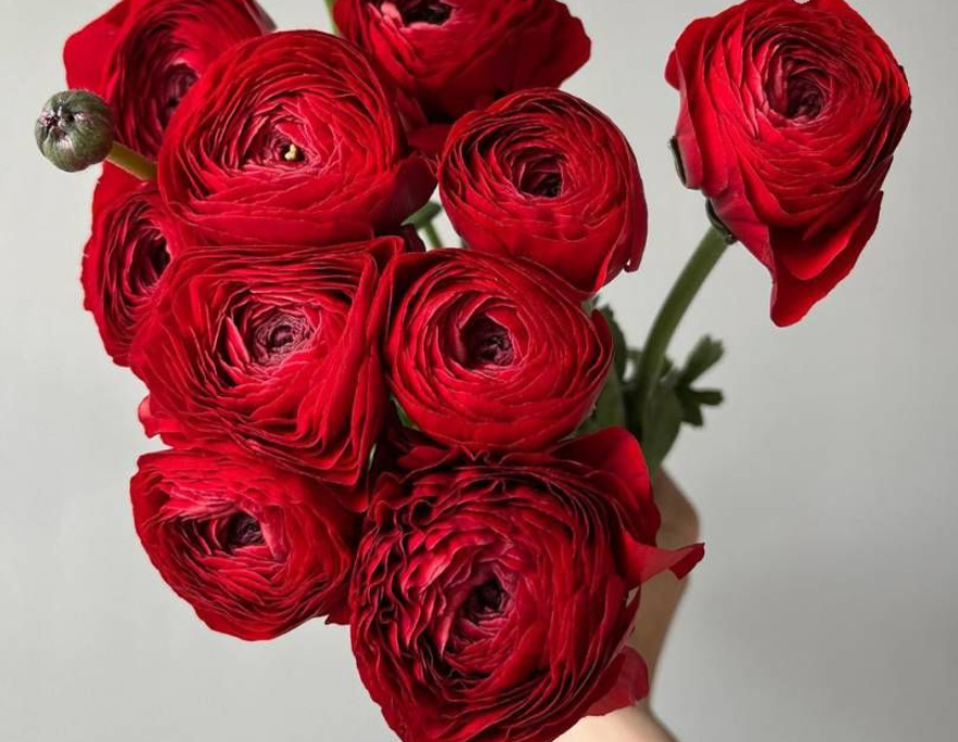 Hoa Mao lương đỏ có thể kết hợp với nhiều loại hoa khác để tạo ra những bó đẹp