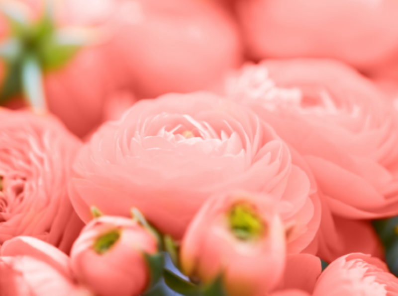 Ngoài vẻ đẹp nhẹ nhàng, duyên dáng, hoa mao lương hồng còn mang trong mình nhiều ý nghĩa sâu sắc