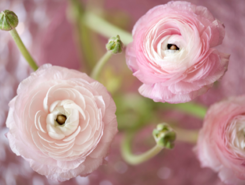Những dịp sử dụng hoa mao lương hồng